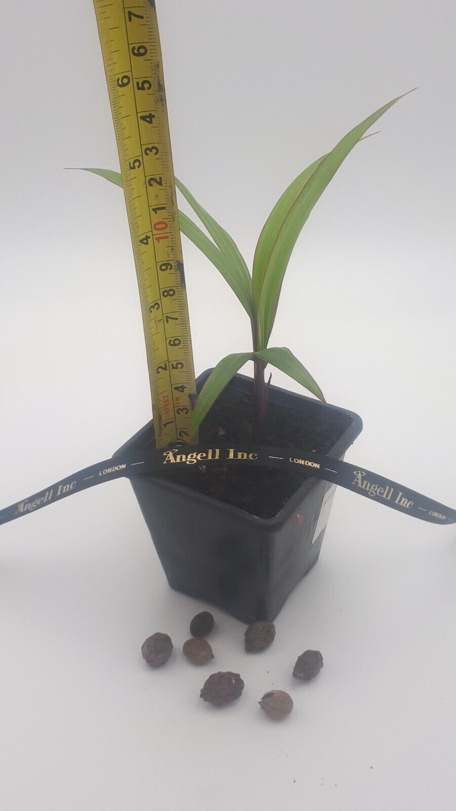 RARE Bottle Palm Tree Live Plant Seedling + Seeds Hyophorbe Lagenicaulis Exotic