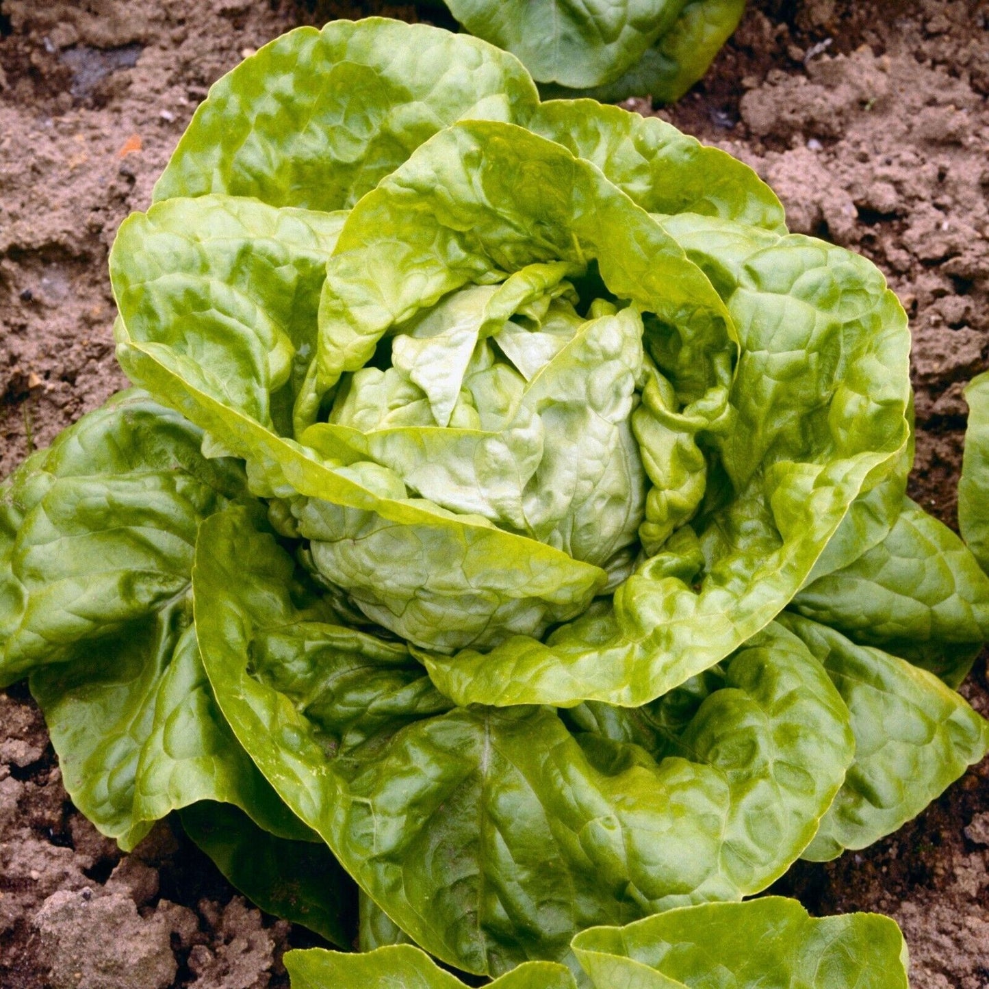 Easy To Grow Your Own Lettuce All Year Round Seeds Fresh Vegetables Herbs Fruit