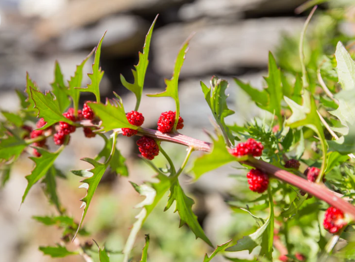 STRAWBERRY SEEDS Sticks Spinach Goosefoot CHENOPODIUM CAPITATUM Fruit Herb Berry