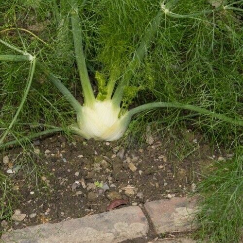 Vegetable Seeds Fresh Herbs Mixed Plants Easy Grow your Own Indoor Outdoor Fruit