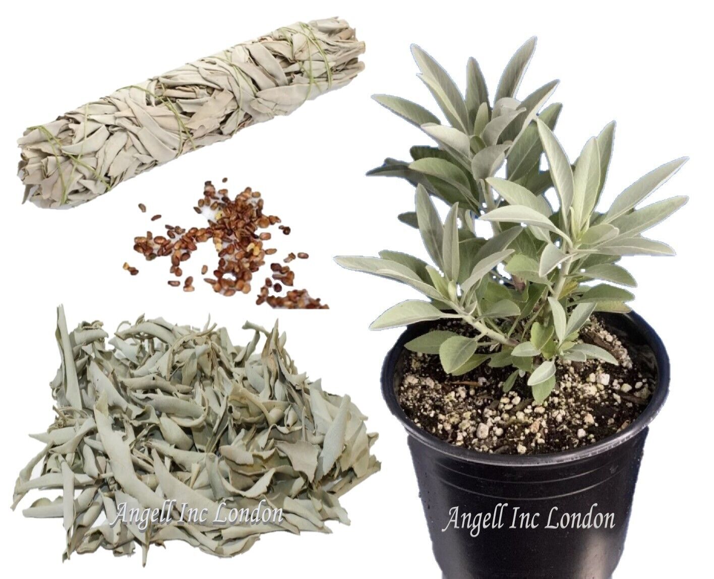 Loose WHITE SAGE Californian Native American Witch Sage Incense Smudge Smudging
