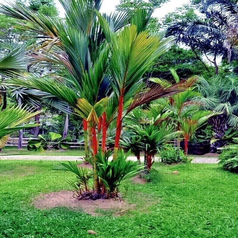 Red Lipstick Palm Tree RARE Seeds Sealing Wax Cyrtostachys renda lakka Plant