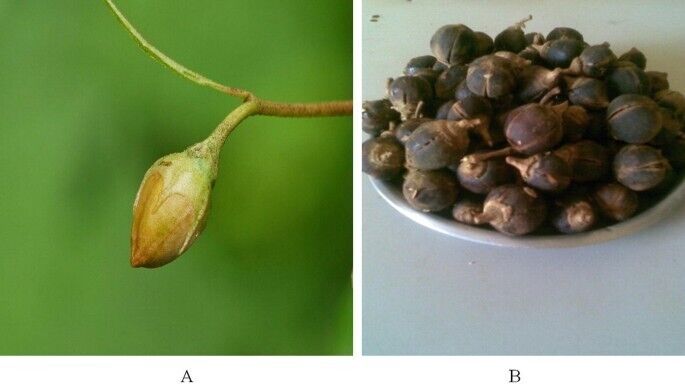 AFRICAN GUM SNOT APPLE SEEDS GORON TULA FRUIT TREE Azanza Thespesia garckeana