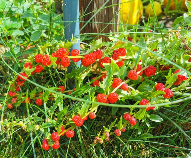 STRAWBERRY SEEDS Sticks Spinach Goosefoot CHENOPODIUM CAPITATUM Fruit Herb Berry
