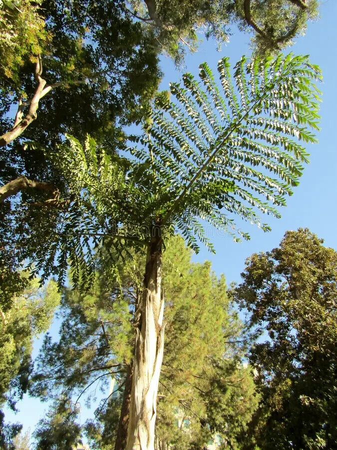 RARE GAINT Fishtail Palm Tree Seeds fish tail Caryota Urens Indoor Garden Plant