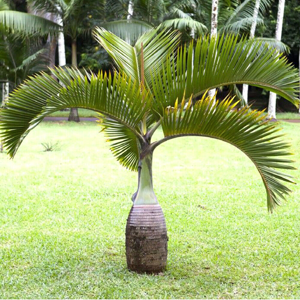 RARE Bottle Palm Tree Live Plant Seedling Or Grow Seeds Hyophorbe Lagenicaulis