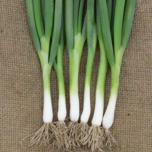 Vegetable Seeds Fresh Herbs Mixed Plants Easy Grow your Own Indoor Outdoor Fruit