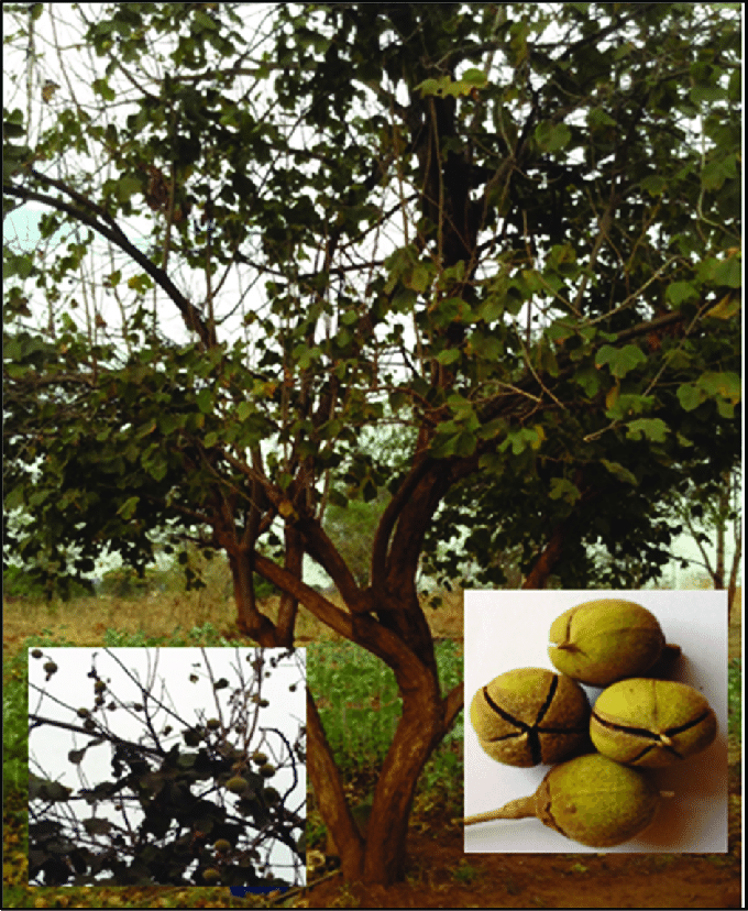 AFRICAN GUM SNOT APPLE SEEDS GORON TULA FRUIT TREE Azanza Thespesia garckeana