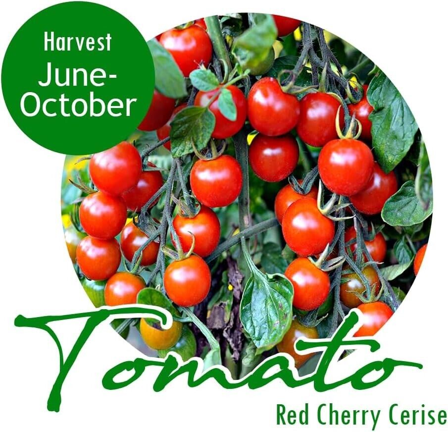 Easy Grow Your Own SWEET CHERRY TOMATO Seeds Cerise Fruit Plant Tree Vegetables
