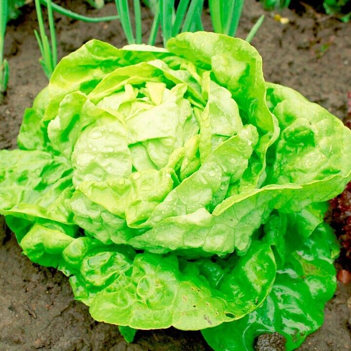 Vegetable Seeds Fresh Herbs Mixed Plants Easy Grow your Own Indoor Outdoor Fruit