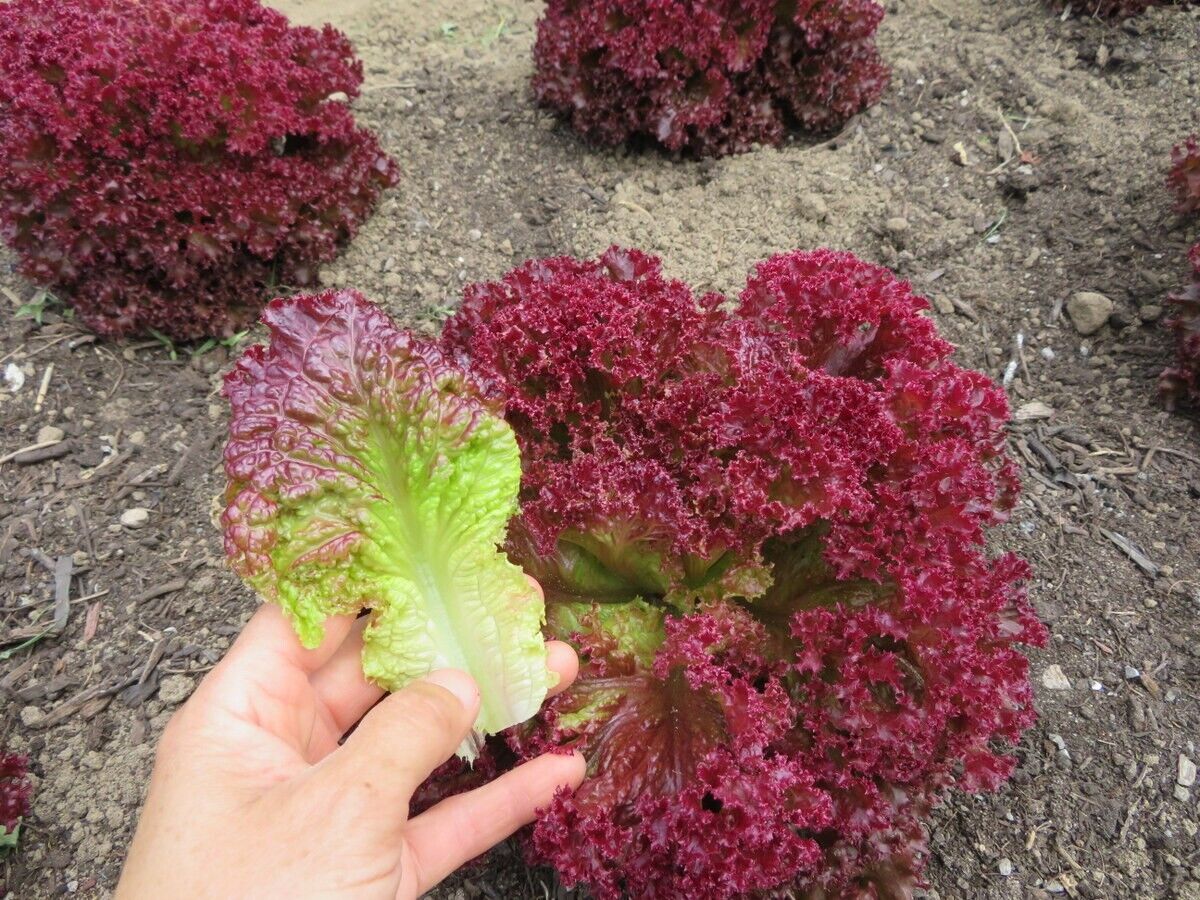 Easy To Grow Your Own Red Lettuce Lollo Rossa Seeds Fresh Vegetables Fruit Herbs