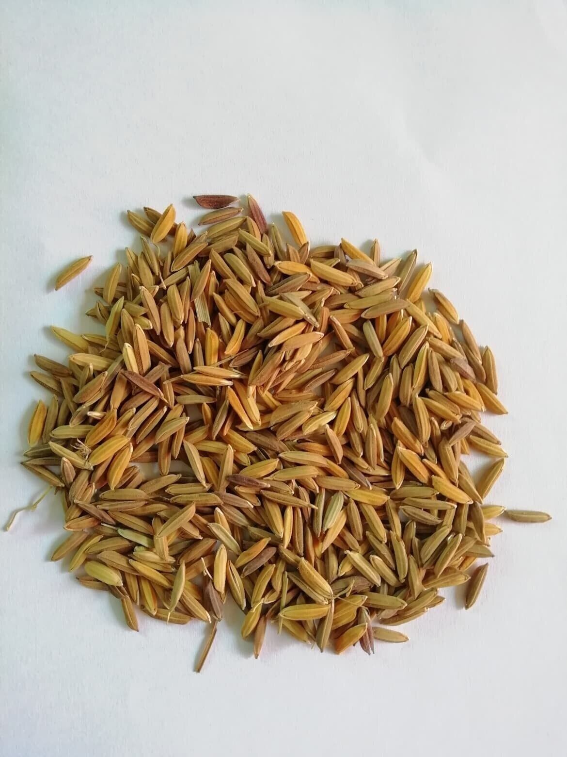 GROW YOUR OWN Thai White Jasmine Rice Plant Fresh SEEDS Organic Vegetable Grain