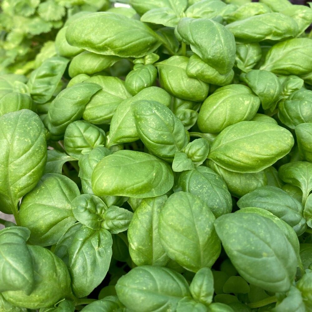 Easy To Grow Your Own Sweet Basil Seeds Fresh Herbs Genovese Plant Vegetables