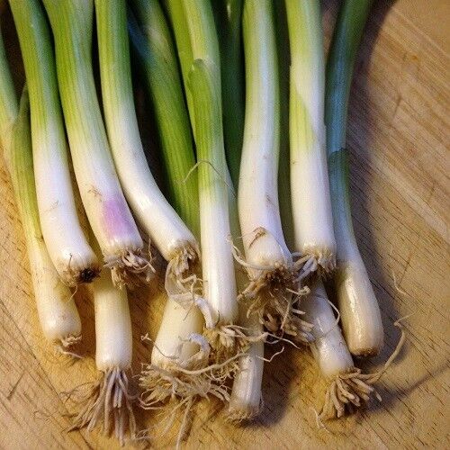 Vegetable Seeds Fresh Herbs Mixed Plants Easy Grow your Own Indoor Outdoor Fruit