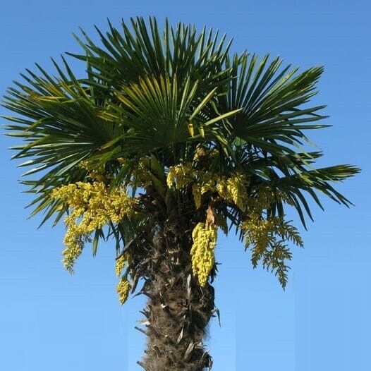 TRACHYCARPUS FORTUNEI Palm Tree Seeds UK HARDY Grown in UK Windmill Palm Tree