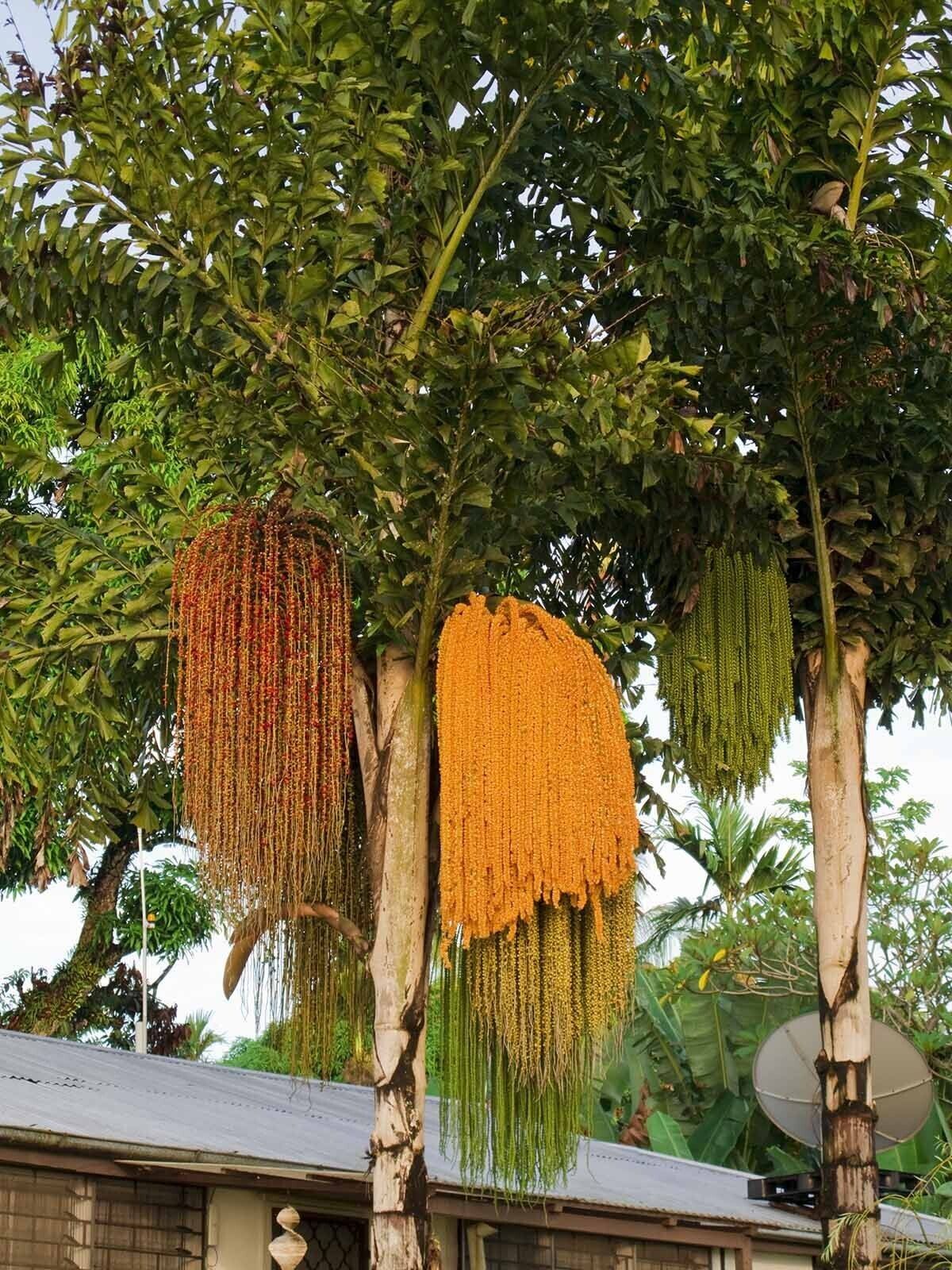 RARE GAINT Fishtail Palm Tree Seeds fish tail Caryota Urens Indoor Garden Plant