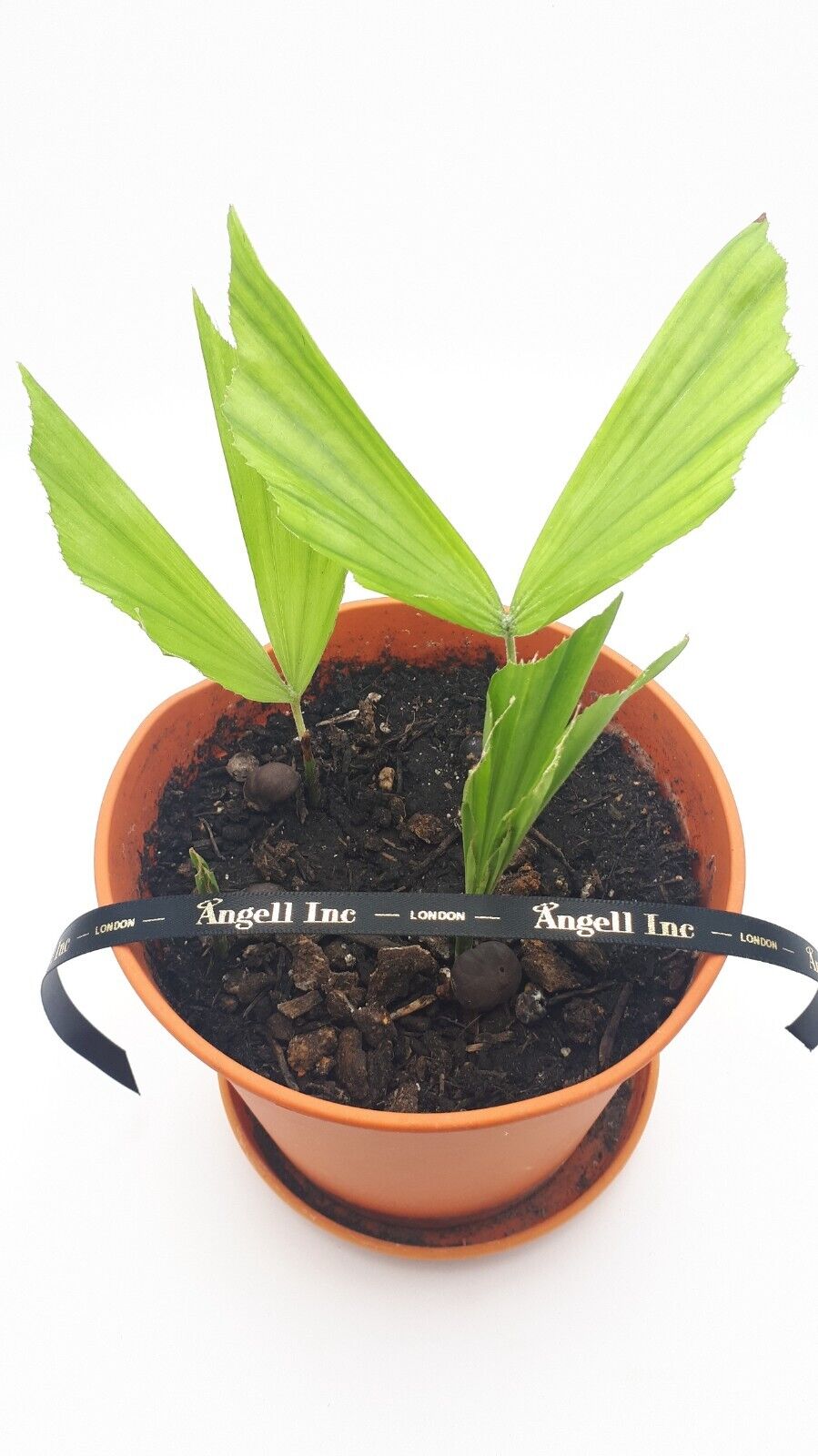 RARE GAINT Fishtail Palm Tree Seeds fish tail Caryota Urens Indoor Garden Plant