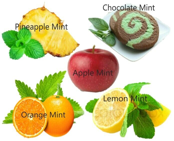 MINT SEEDS RARE pick mix PINEAPPLE ORANGE CHOCOLATE APPLE LEMON Herbs plant