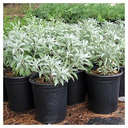 Grow own 100% California White Sage SEEDS Herb Plant Salvia apiana Smudging