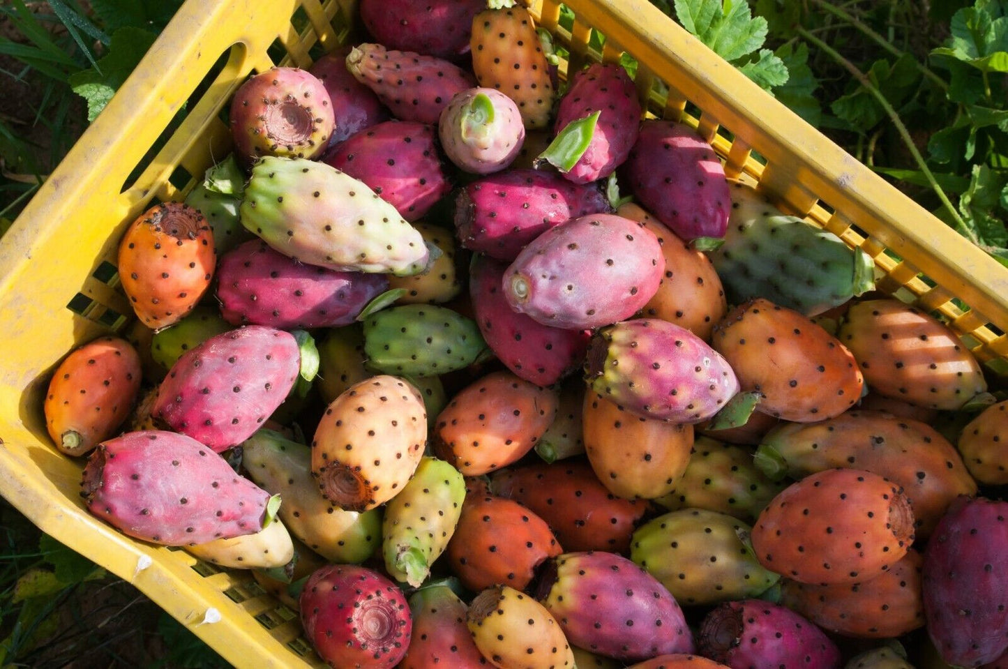 GROW YOUR OWN FRUIT Prickly Pear Cactus RARE SEEDS FIGS Cacti Edible opuntia