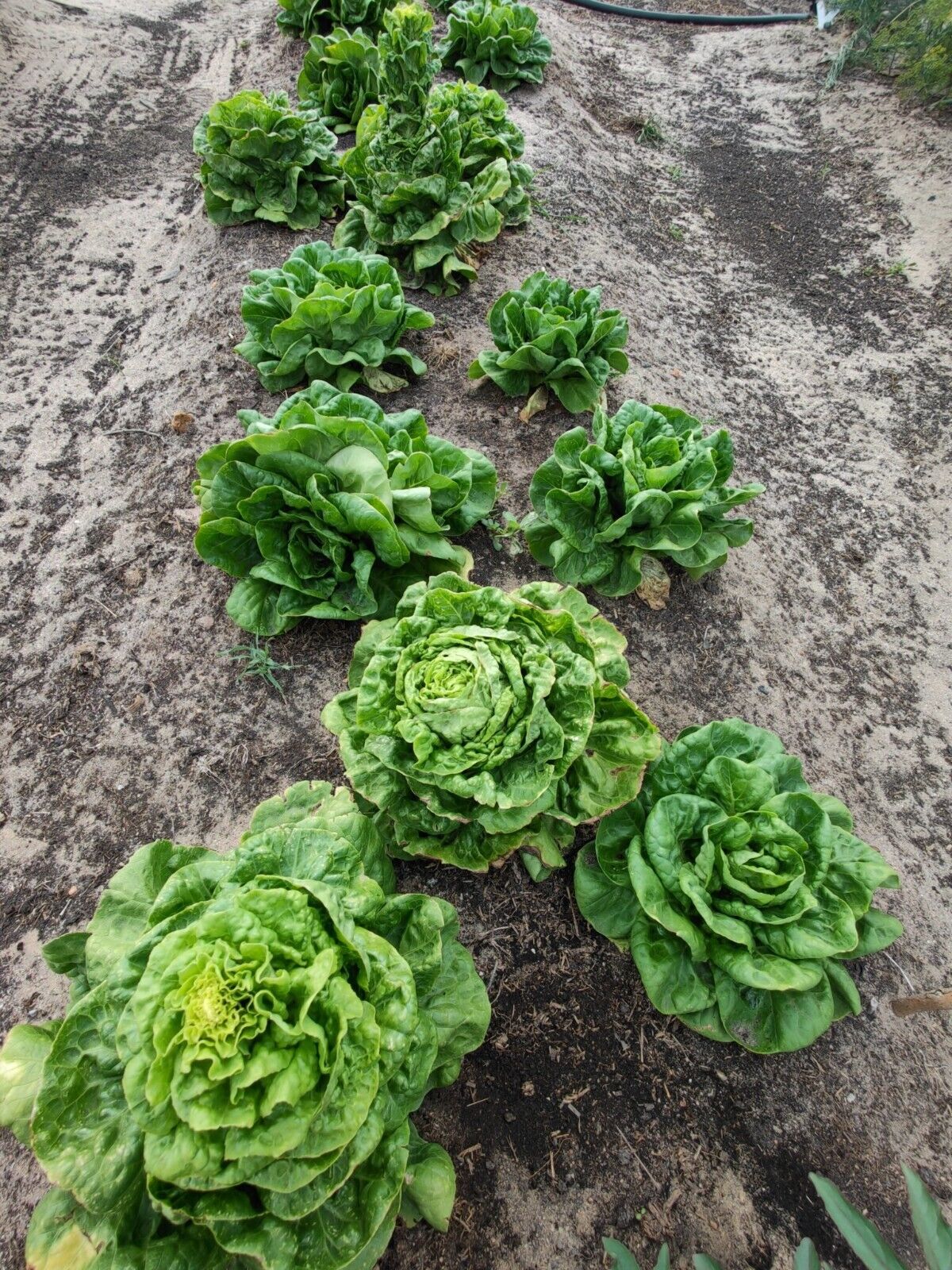 Easy To Grow Your Own Lettuce All Year Round Seeds Fresh Vegetables Herbs Fruit