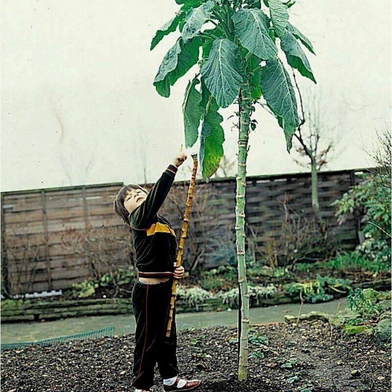 GROW OWN WALKING STICK KALE JERSEY SEEDS CABBAGE GIANT Portuguese tree EDIBLE