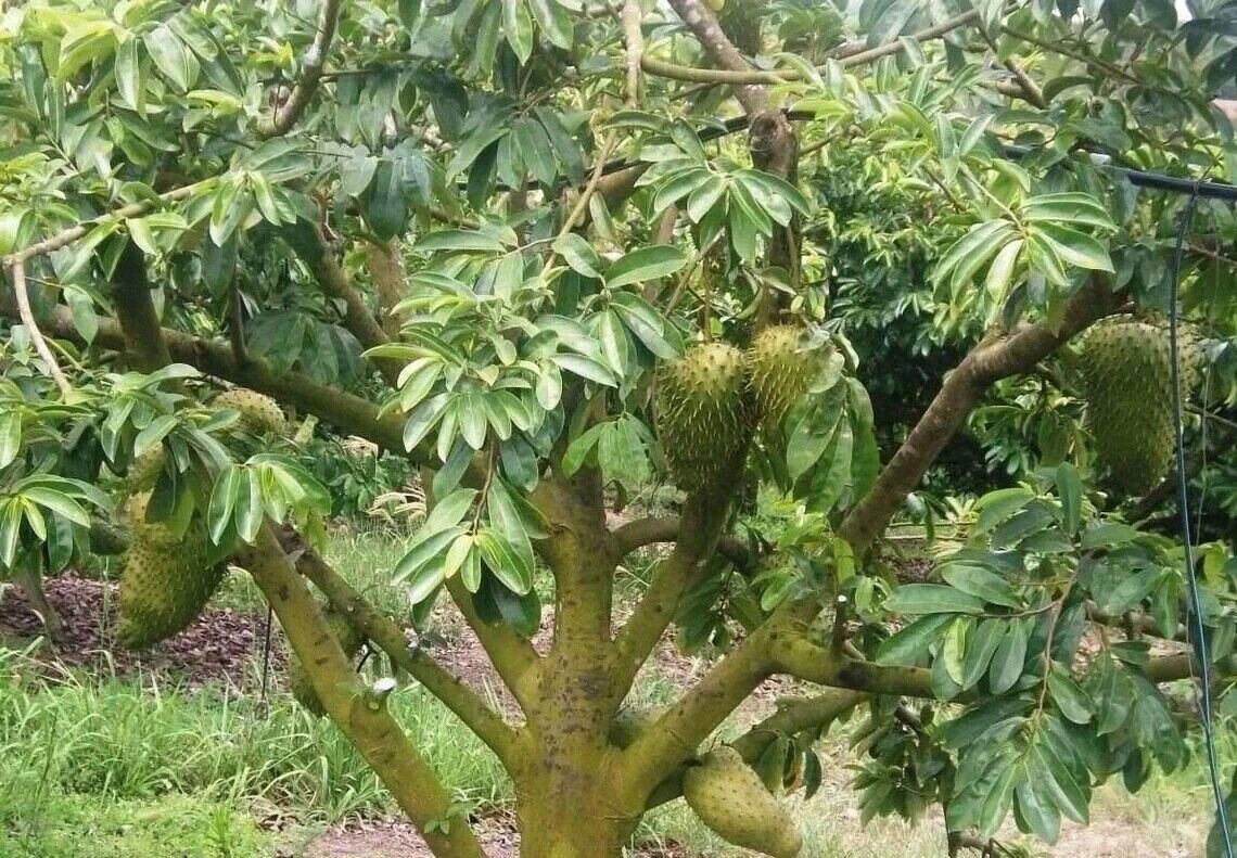 GROW OWN GUANABANA TREE CANCER REMEDY SOURSOP GRAVIOLA ANNAON MURICATA SEEDS