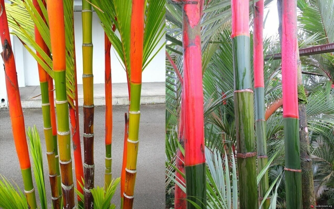 Red Lipstick Palm Tree RARE Seeds Sealing Wax Cyrtostachys renda lakka Plant
