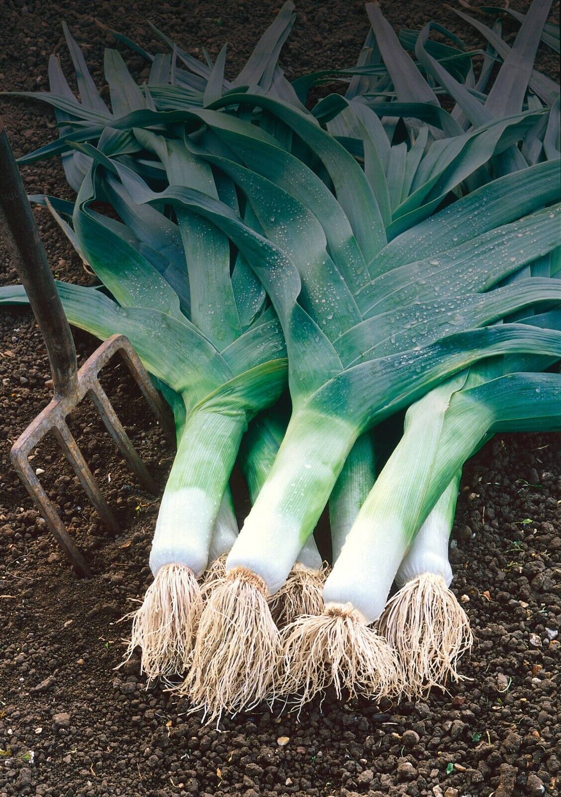 Easy To Grow Your Own Giant Leek Musselburgh Seeds Fresh Vegetables Fruit Herbs