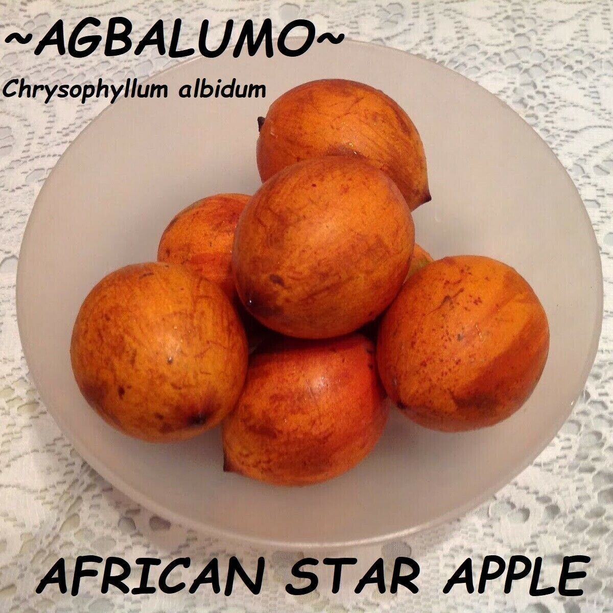 RARE SEEDS AFRICAN WHITE STAR APPLE CHERRY FRUIT TROPICAL TREE Chrysophyllum