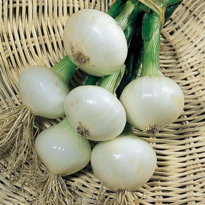 Easy To Grow Your Own Onion Paris Silver skin Seeds Fresh Vegetables Herbs