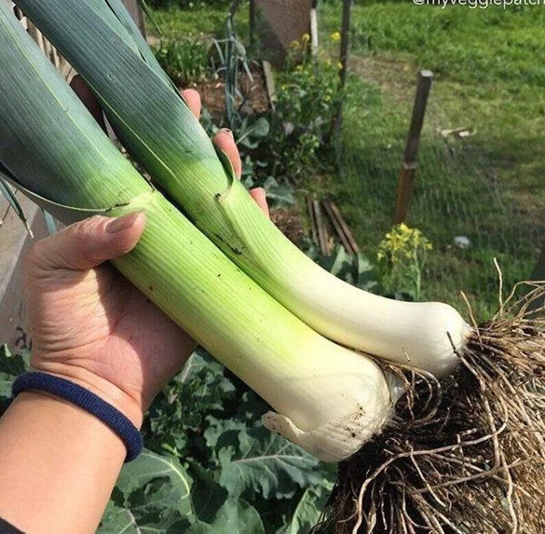 Easy To Grow Your Own Giant Leek Musselburgh Seeds Fresh Vegetables Fruit Herbs