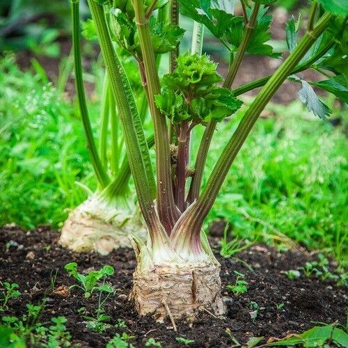 Easy To Grow Your Own GIANT Celeriac Prague Seeds Celery Fresh Vegetables Fruit