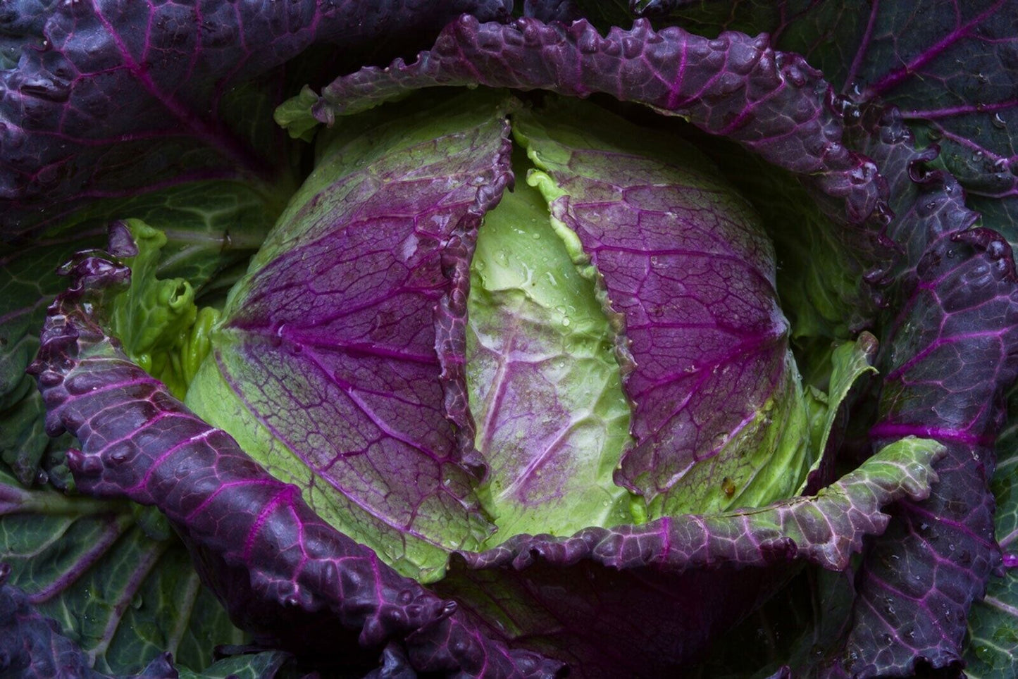 Vegetable Seeds Fresh Herbs Mixed Plants Easy Grow your Own Indoor Outdoor Fruit