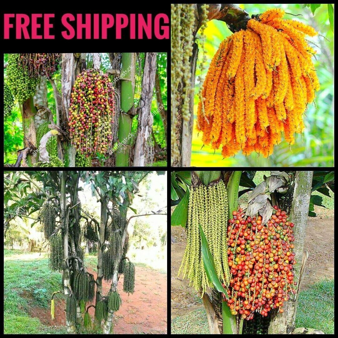 RARE GAINT Fishtail Palm Tree Seeds fish tail Caryota Urens Indoor Garden Plant