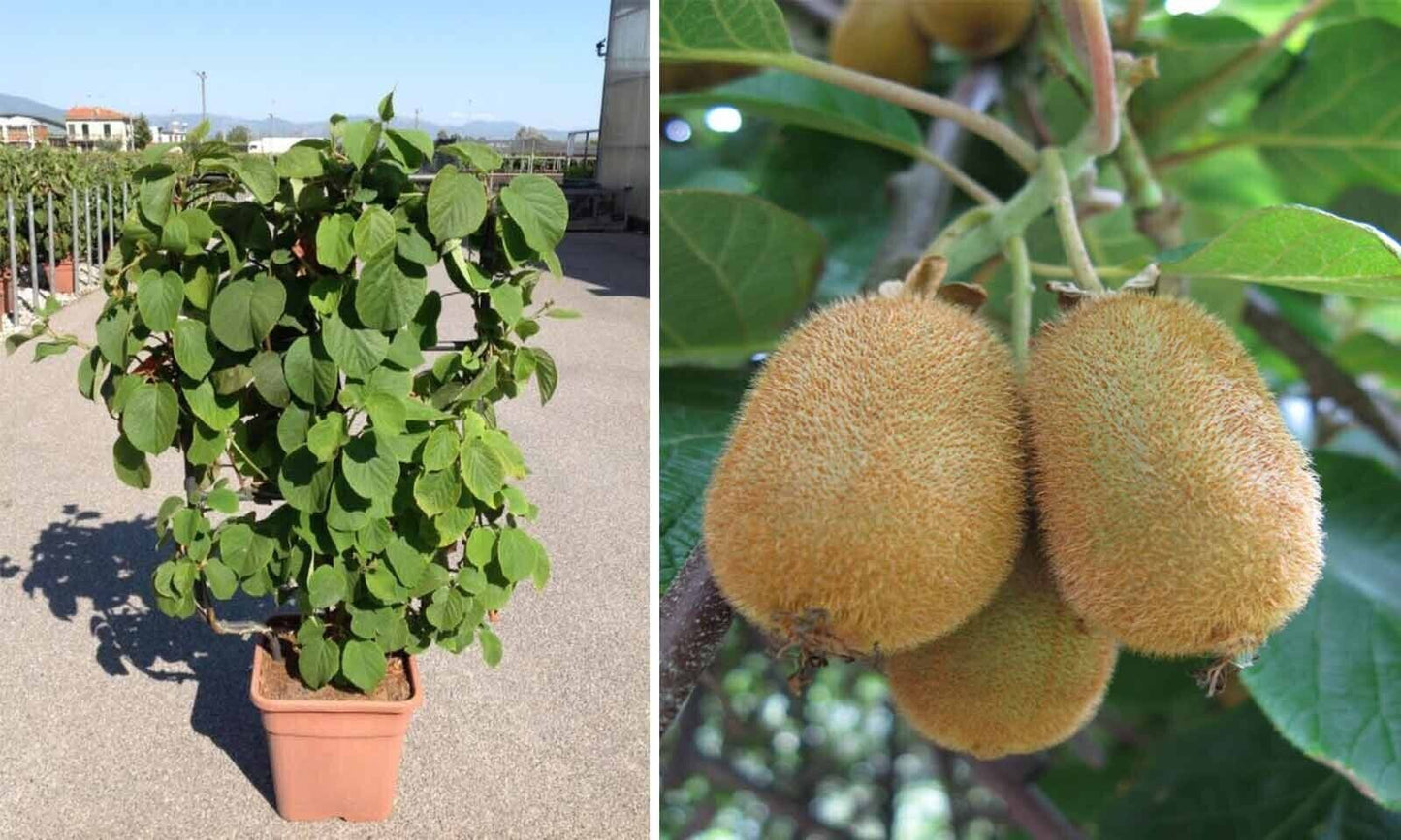 GROW YOUR OWN KIWI FRUIT TREE VINE PLANT FRESH SEEDS Hayward Actinidia Deliciosa
