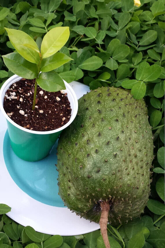GROW TROPICAL FRUIT TREE PLANT SEEDS GUANABANA SOURSOP ANNONA MURICATA GRAVIOLA