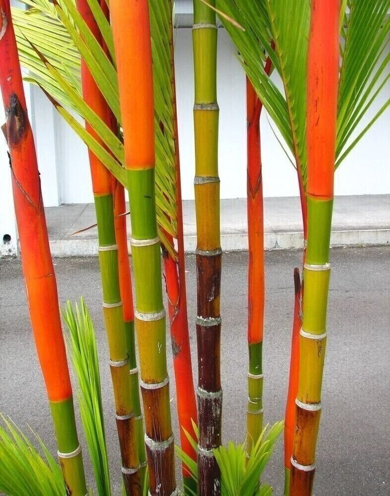 Red Lipstick Palm Tree RARE Seeds Sealing Wax Cyrtostachys renda lakka Plant