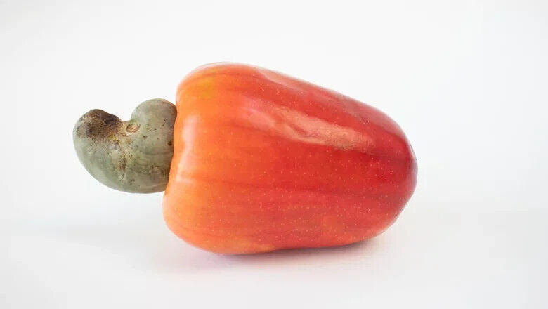 Rare Grow CASHEW NUT Seeds Edible tropical Apple fruit tree Anacardium Plant UK