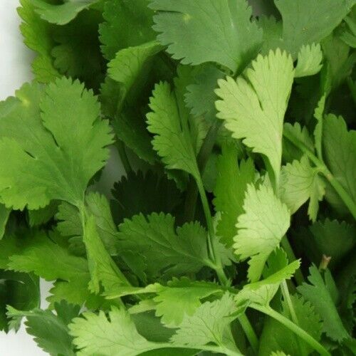 Vegetable Seeds Fresh Herbs Mixed Plants Easy Grow your Own Indoor Outdoor Fruit