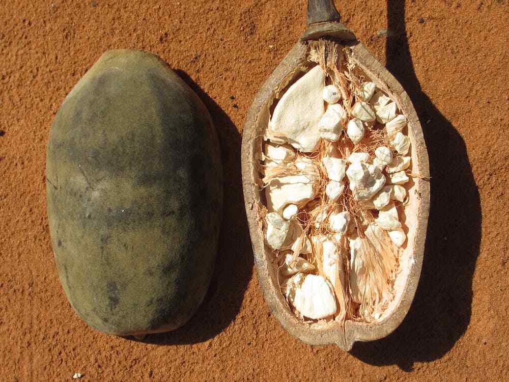 EXOTIC TREE OF LIFE SEEDS African Baobab Adansonia RARE TROPICAL PLANT BONSAI