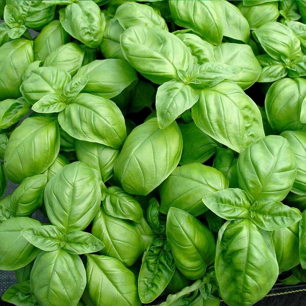 Vegetable Seeds Fresh Herbs Mixed Plants Easy Grow your Own Indoor Outdoor Fruit