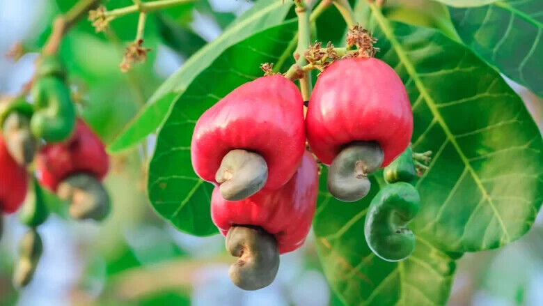 Rare Grow CASHEW NUT Seeds Edible tropical Apple fruit tree Anacardium Plant UK