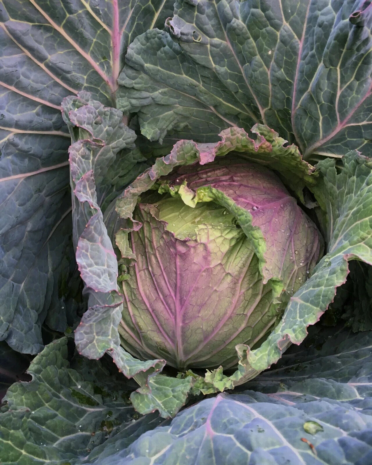 Easy To Grow Your Own King Cabbage Seeds Fresh Vegetables Fruit Herbs Plants