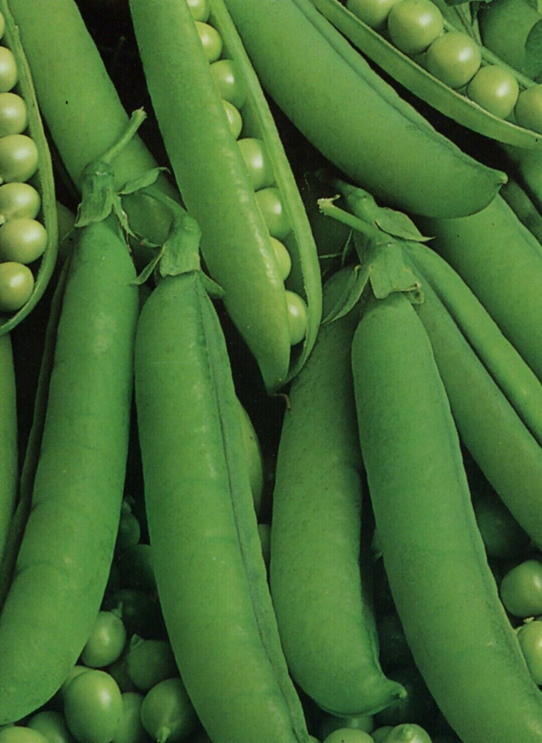 Easy Grow Your Own Pea Onward Peas Pod Seeds Fresh Vegetables Vine Herbs Plant