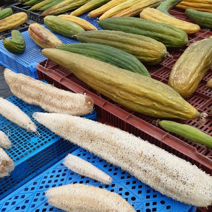 Vegetable Seeds Fresh Herbs Mixed Plants Easy Grow your Own Indoor Outdoor Fruit