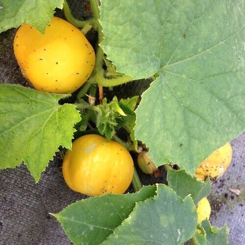Easy To Grow Your Own Cucumber Crystal Lemon Seeds Fresh Vegetables Fruit Herbs