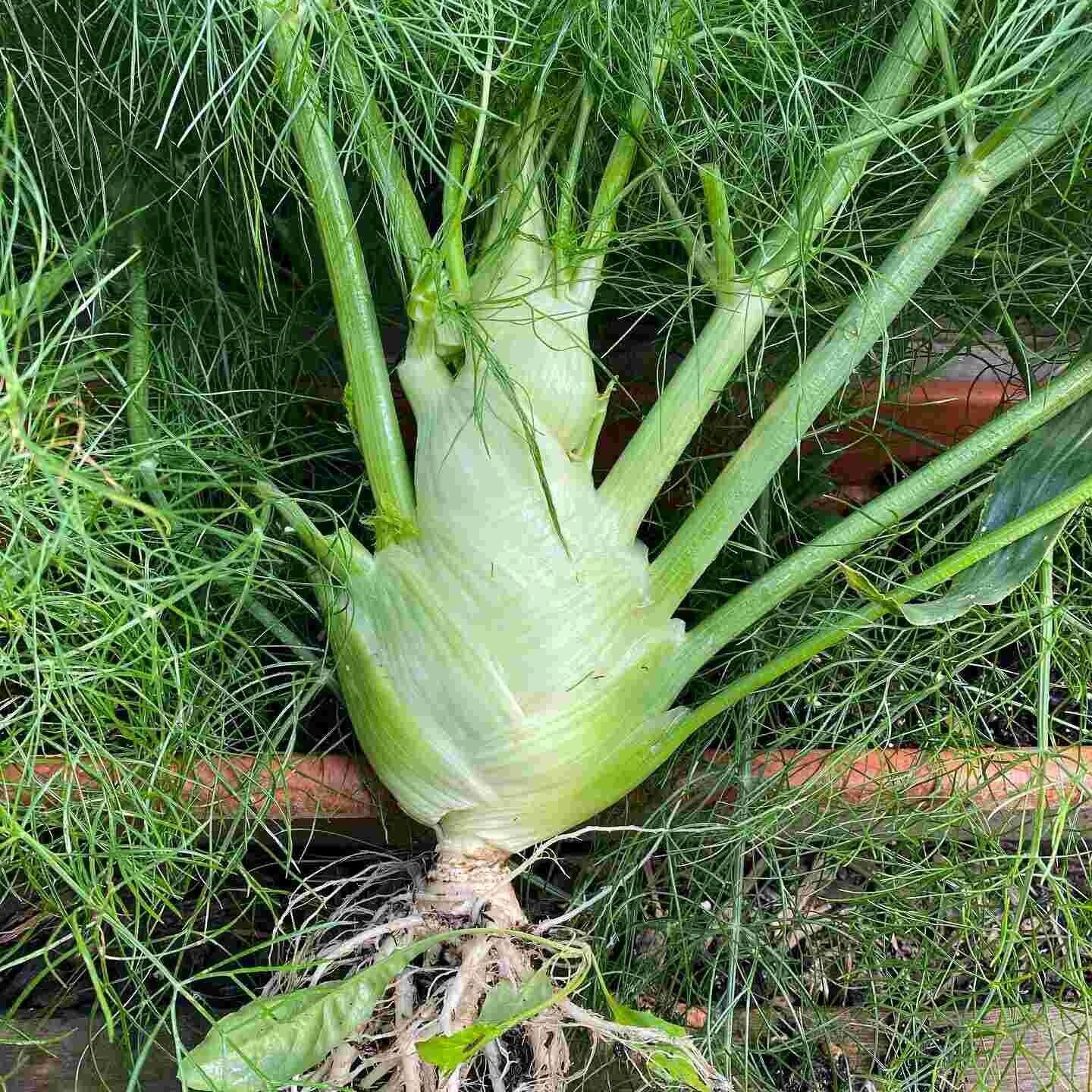 Easy To Grow Your Own SWEET FENNEL Seeds Florence Fresh Vegetables Fruit Herbs