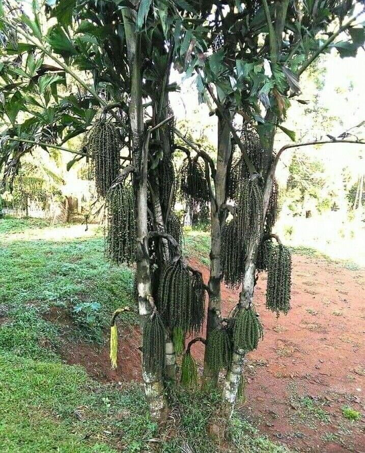 RARE GAINT Fishtail Palm Tree Seeds fish tail Caryota Urens Indoor Garden Plant
