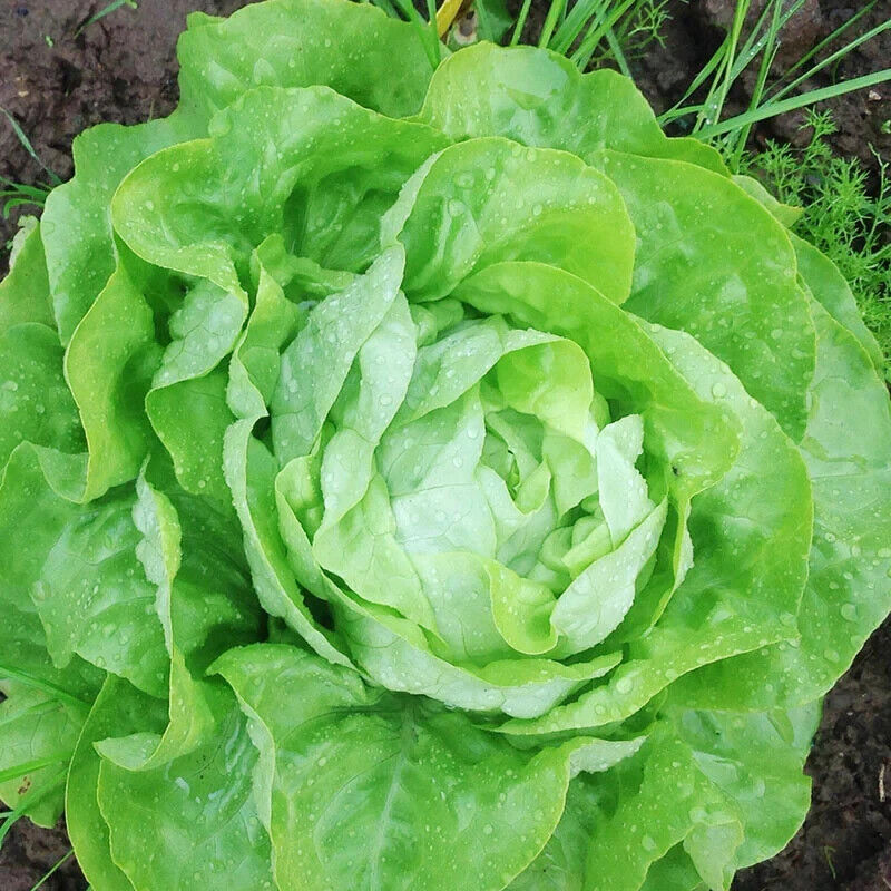 Easy To Grow Your Own Lettuce All Year Round Seeds Fresh Vegetables Herbs Fruit